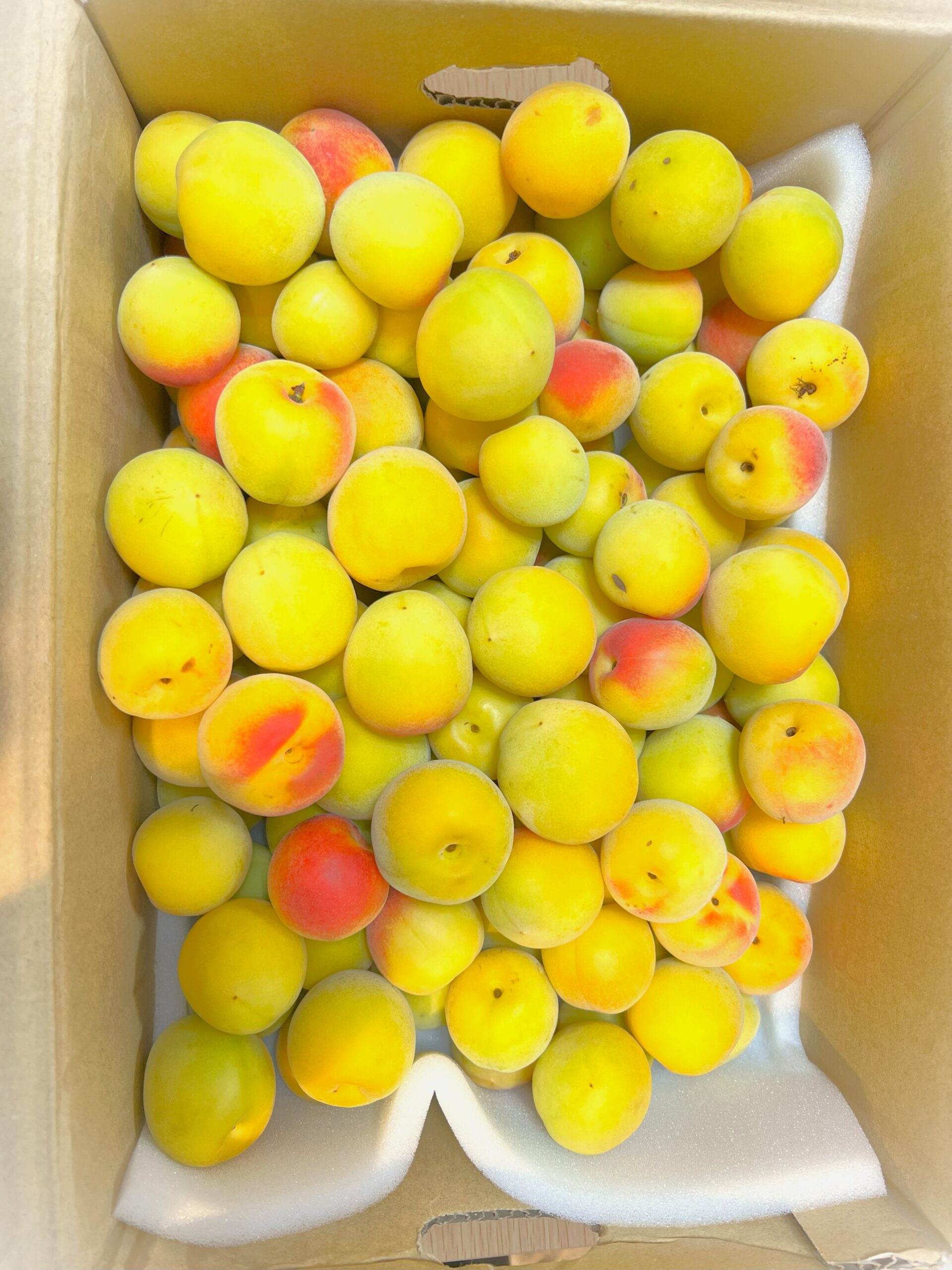 夏の暑さも梅でさっぱり!(^^)! – 社会福祉法人敬寿会｜山形・宮城